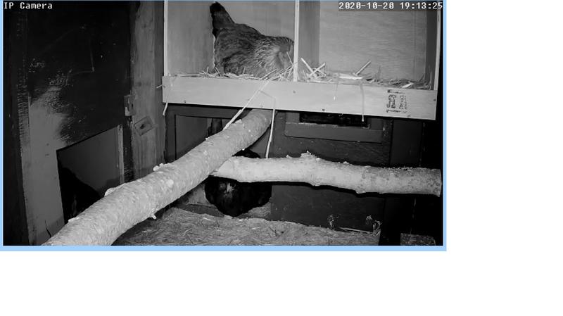 Two nesting boxes added to old coop.