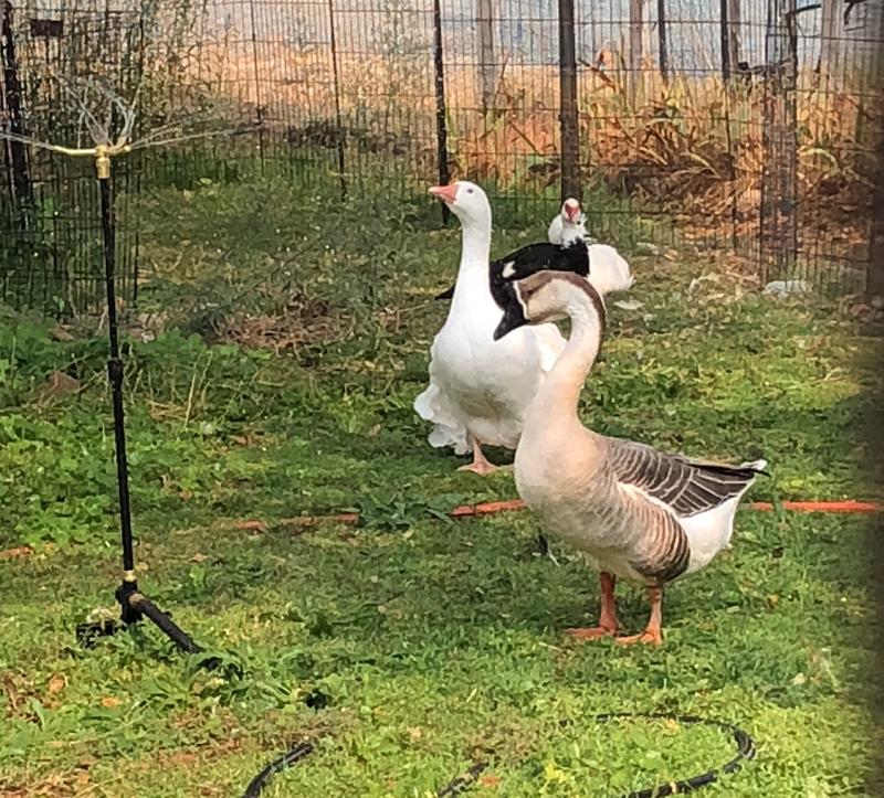 Cooling on a 109 degree day