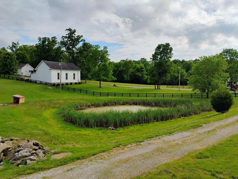 Zoom in to see the set-up....we hope our pigs seal up our pond leak.