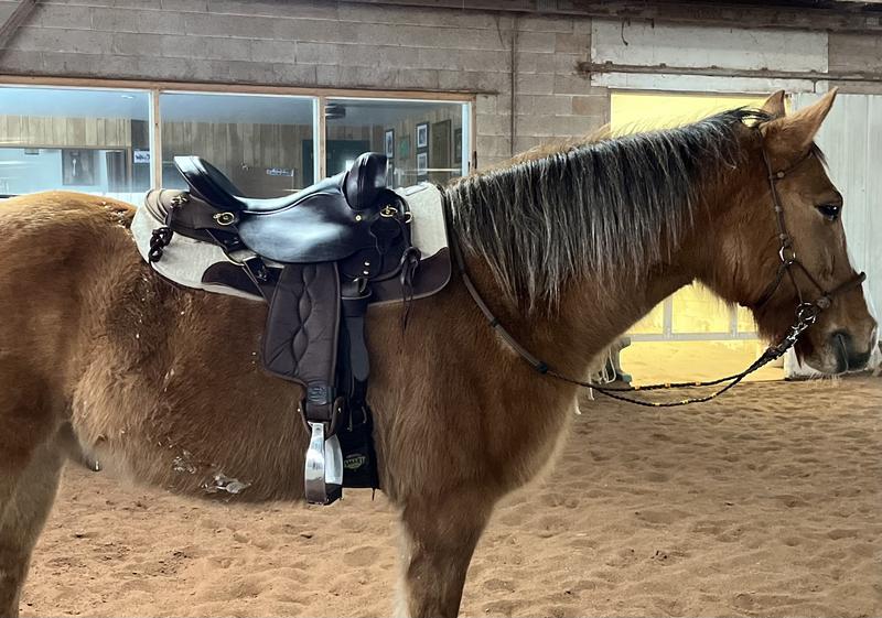 I am using youth fenders for stirrup/size assessment.