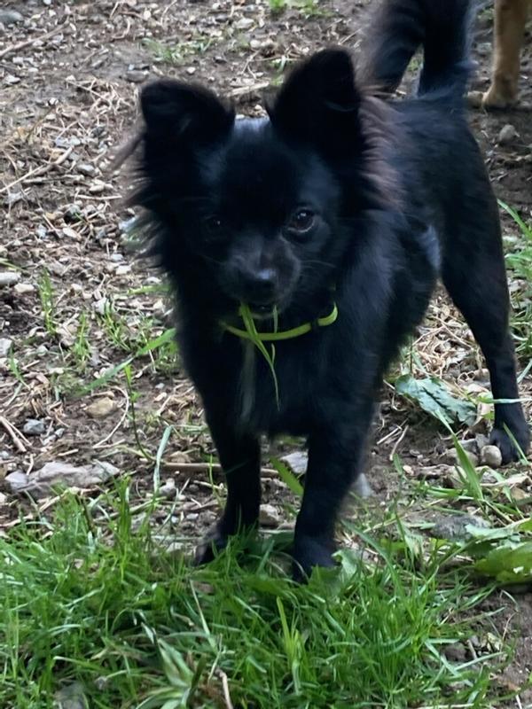 These are all dogs that I bred. I had Chihuahua's. I also mixed Chihuahuas with Jack russells. I also bread Boston terriers. I started them on Purina puppy Chow. They all loved it. I continued at 2 years old with the adult Purina dog Chow. A Good Price