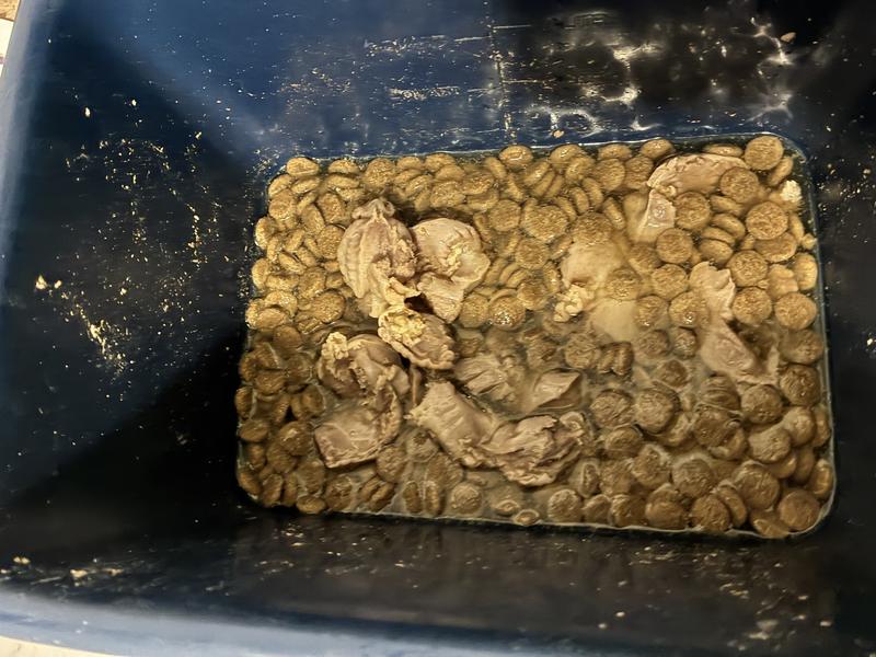 Love his a chicken gizzards with his 4 health