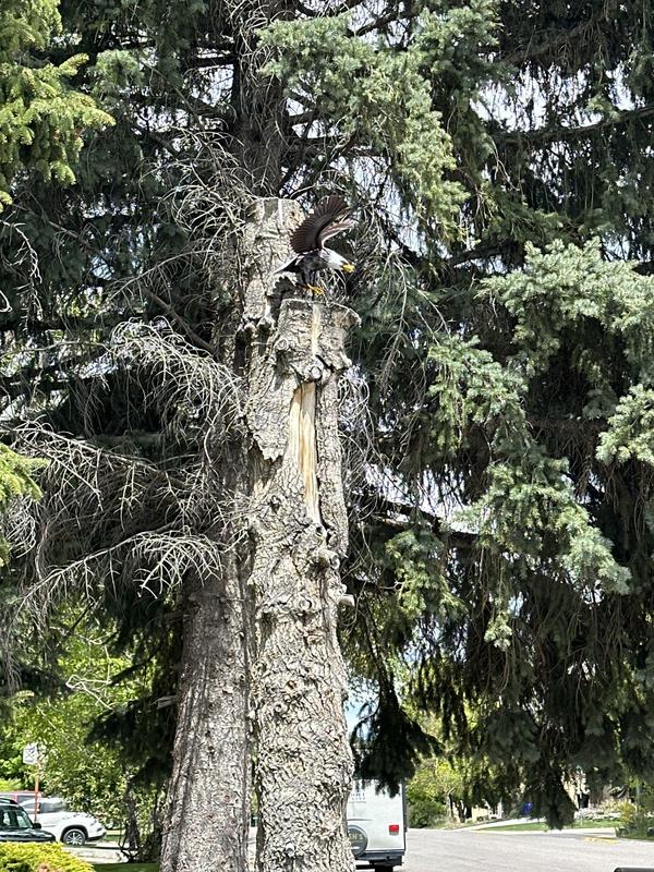 I’m going to place an eagle nest on the stump above. I love the movements in the breeze.
