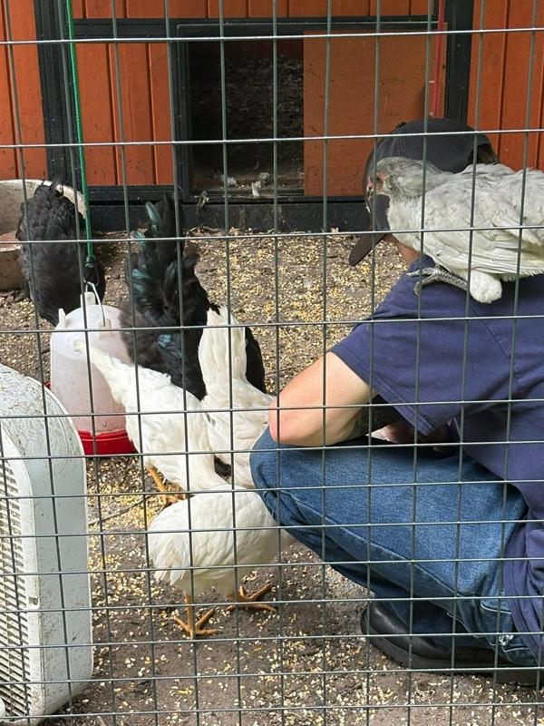 First day in new coop