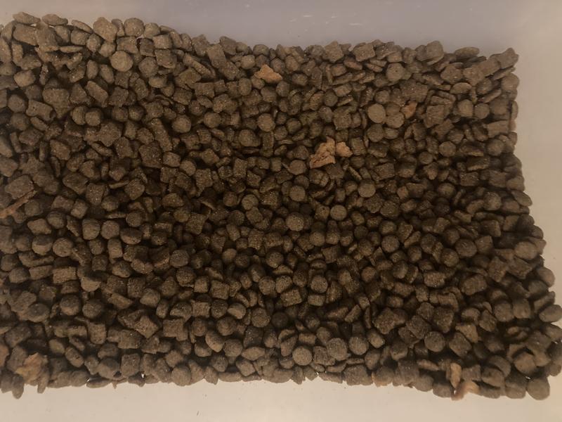 Hey Waldo find the Shreds!