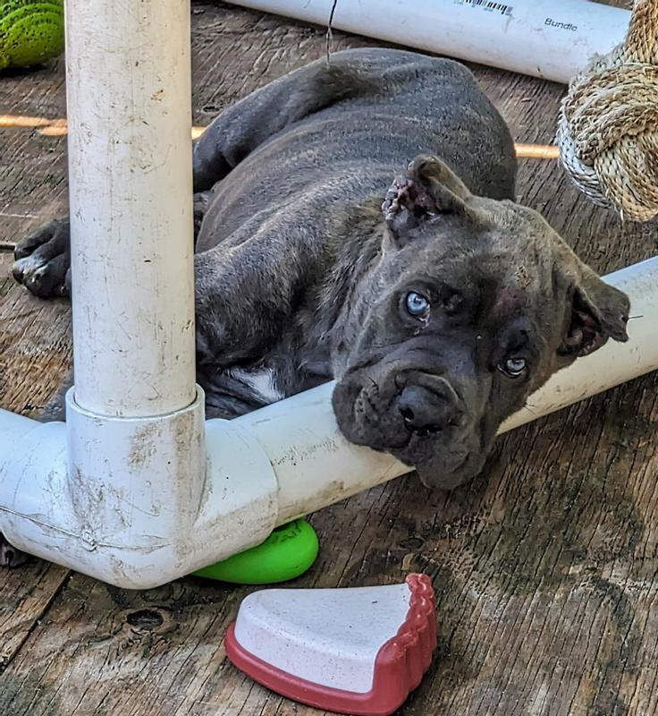 Cane Corso Pup