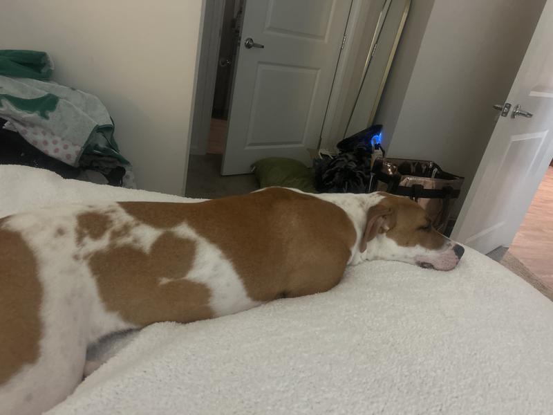 Napping after eating.