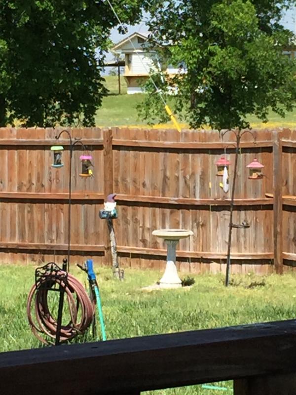 2 goldfinches on sock