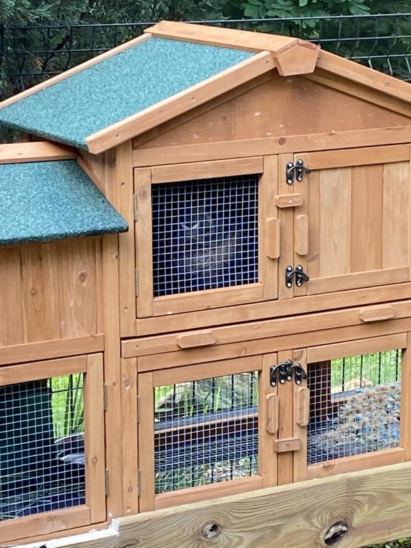 Sparkle loves his new hutch