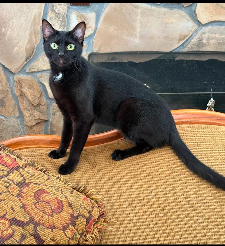 First 3 are  barn cats.. last one is the Mother of the last black kitty. But she was raised by hand Mommy wouldn’t take care of her