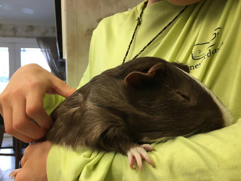 Brownie Fondu - The Guinja Pig!