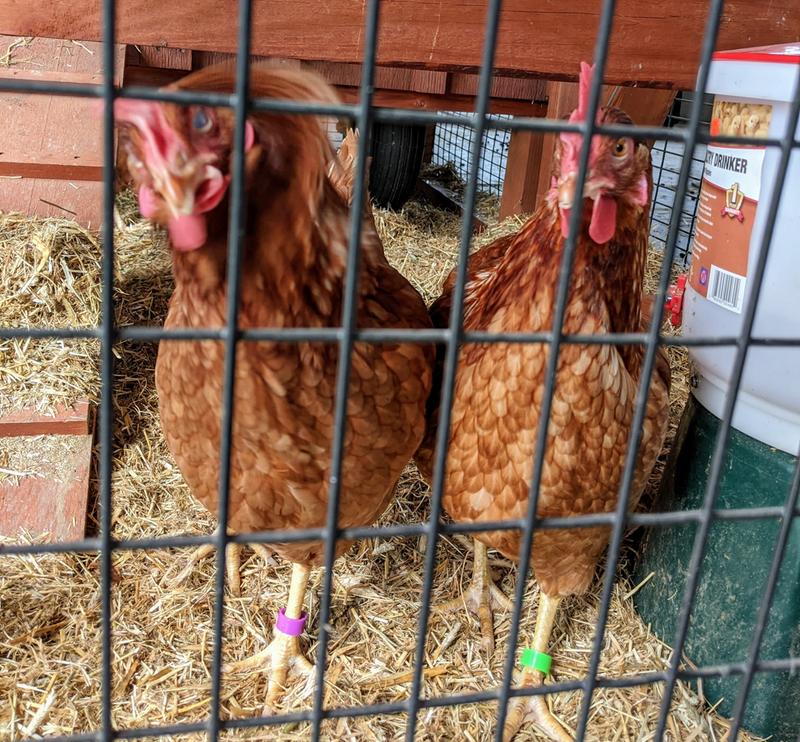 Girls showing off their new jewelry!