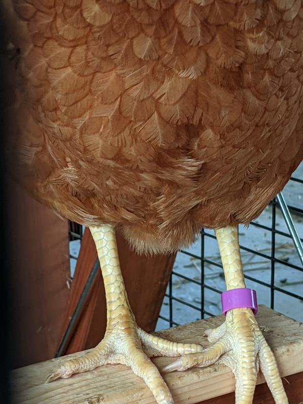 A perfect fit! Hard to tell in the photo but the band slides easily along the leg!