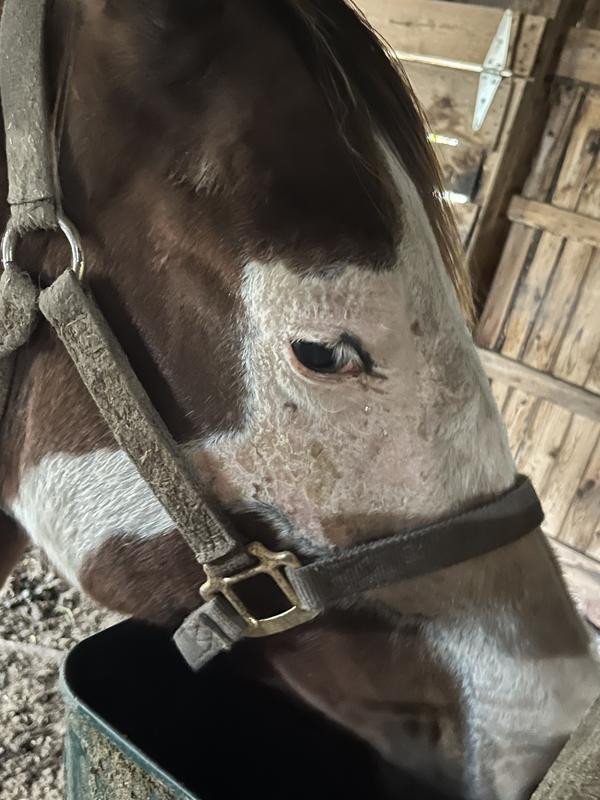 Mystery eating her food mixed with Maxi-E-Glo