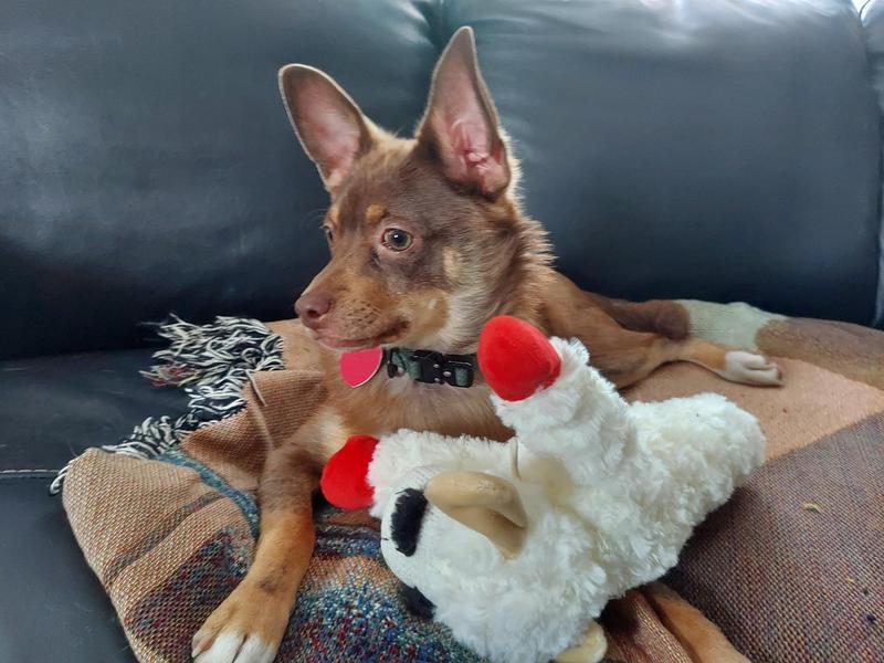 Just to show he's a small dog that easily broke off bone pieces