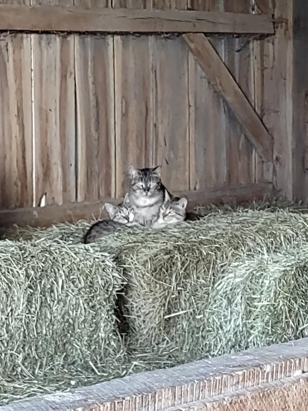 Happy kitties with full tummies!