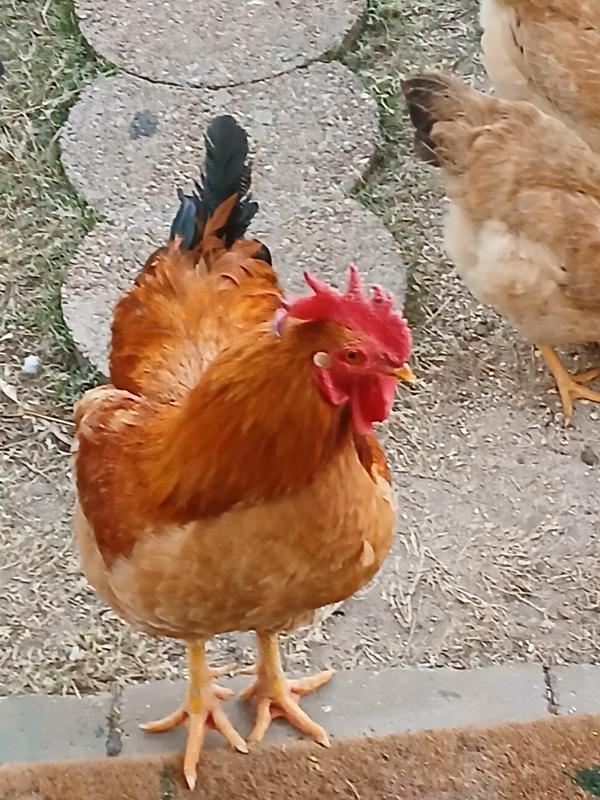 Chester the rooster