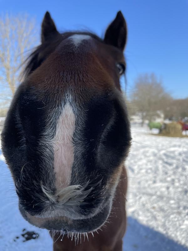 Beatrix loves Hydration Hay