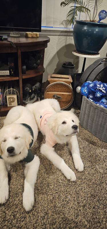 Siblings in their 8 month shirts... yikes