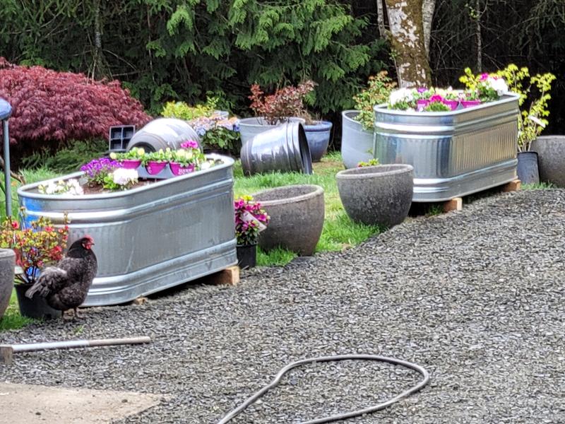 Terrific as a planter