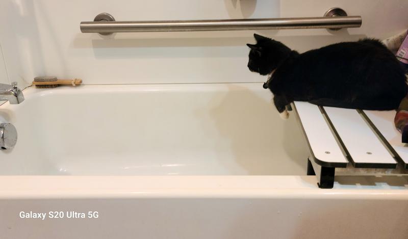 My cat loves to play in water.