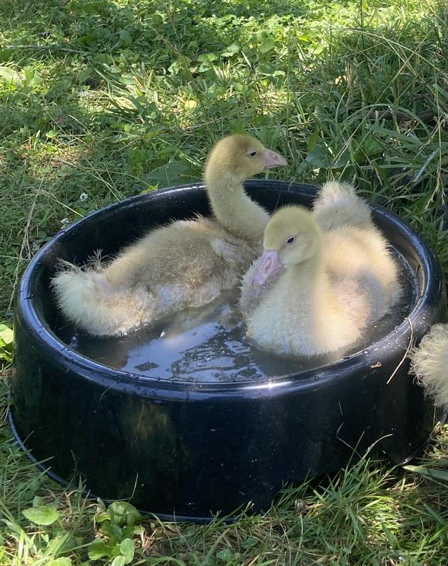 Goslings playing in Fortiflex 3gallon bowl