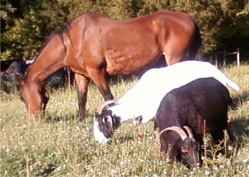 My older gelding with his homies