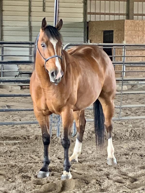 This guy is much calmer, but still alert. He’s much less reactive, and far less spooky. This honestly was the difference between keeping him and selling him