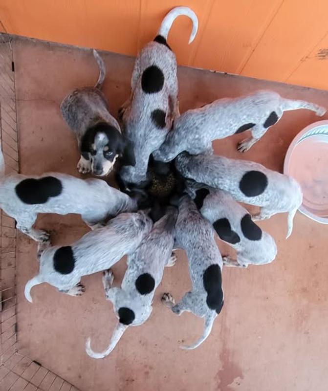 November 2025   9 Gascon type Bluetick Coonhound pups