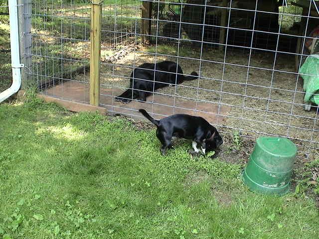 Keeping a little dog safe.