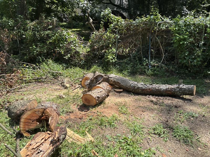 Downed limb