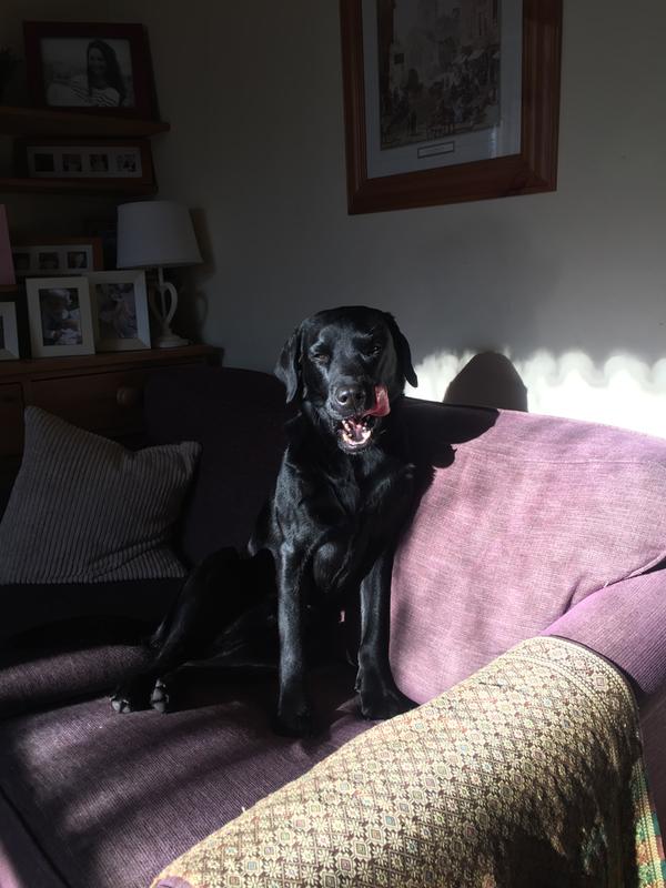 Jasper can go on the sofa whenever he likes now!