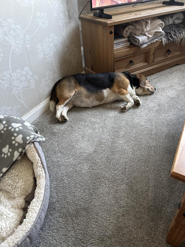Our dog likes to sleep on the carpet