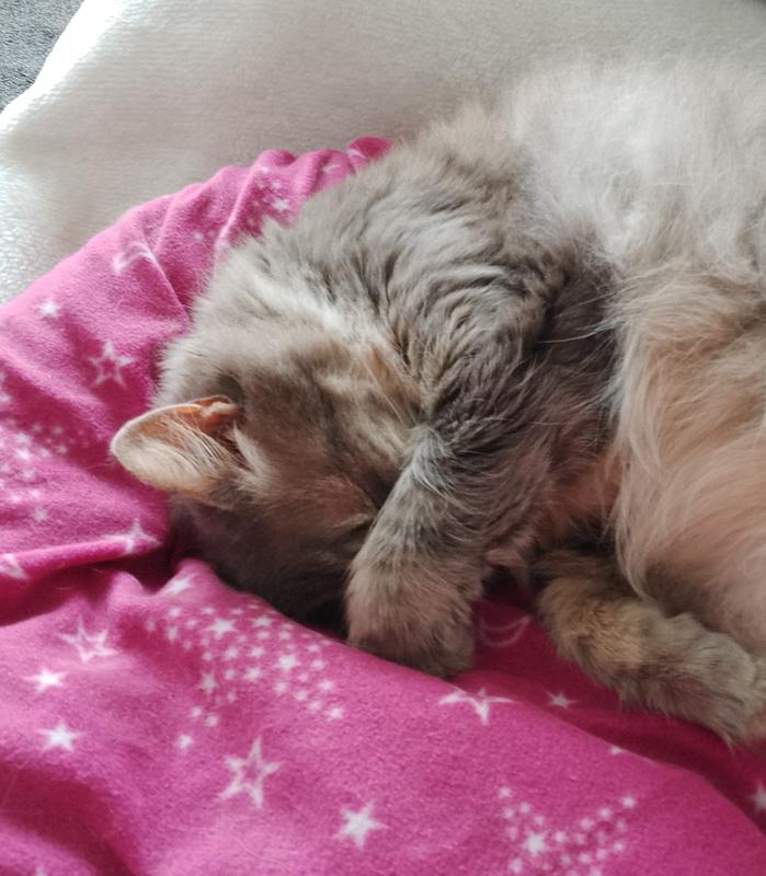 My cat