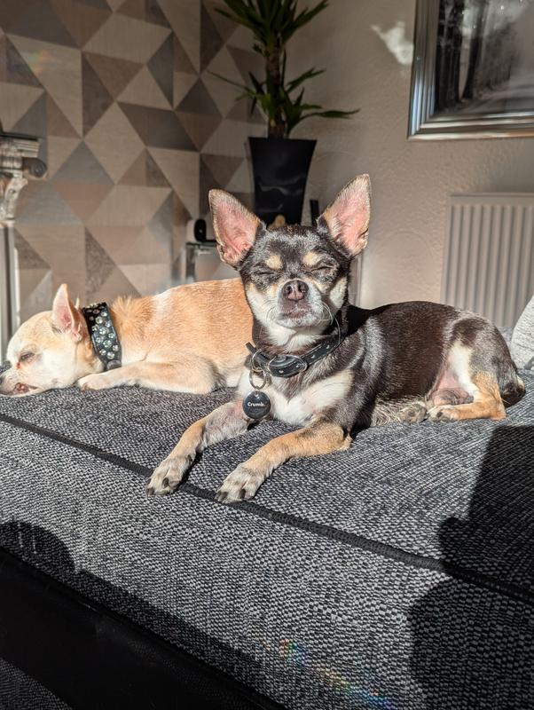 My wee dogs on sofa
