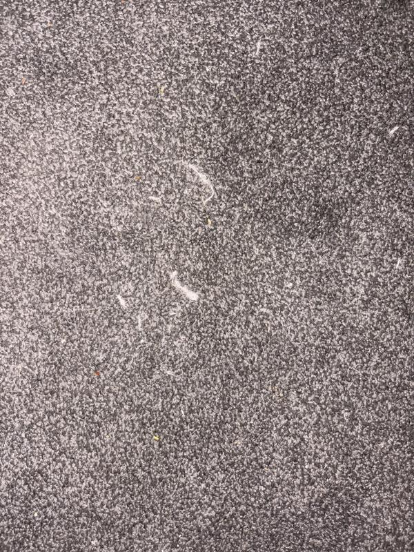 Cat hair still there