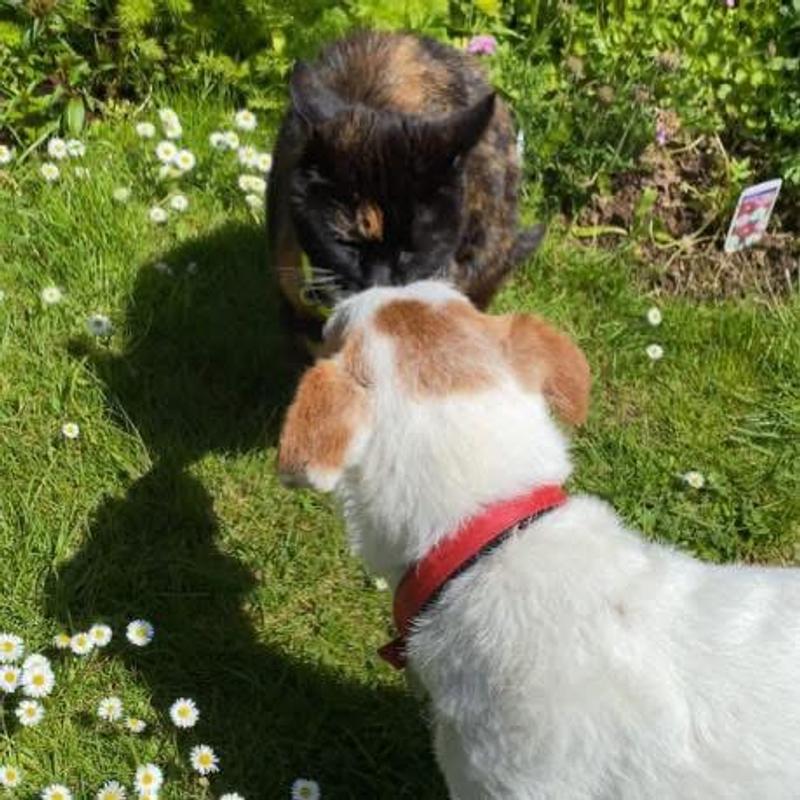 One cat one dog