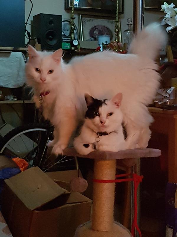 Furballs 2 and 3