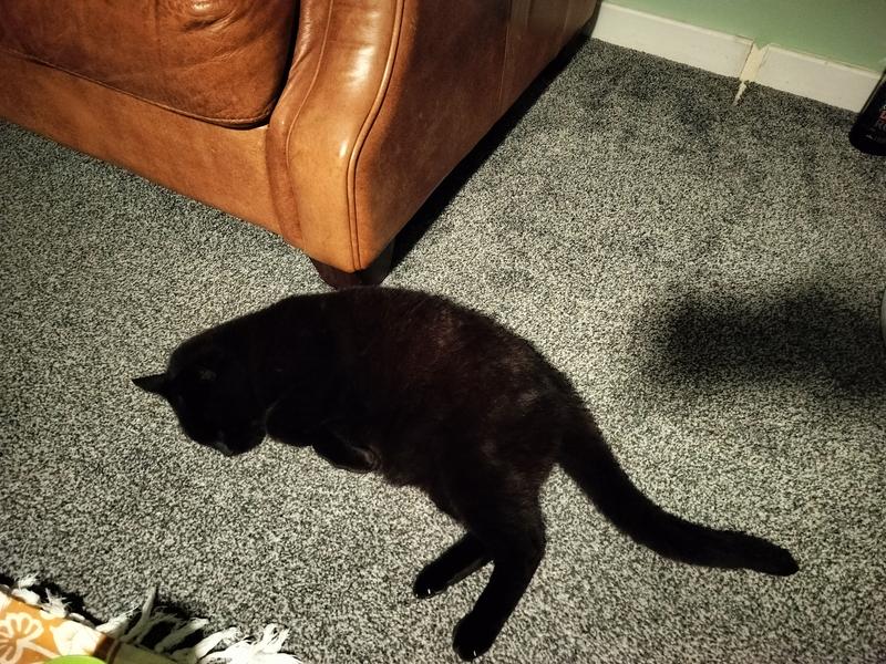 The cat loves the clean carpet