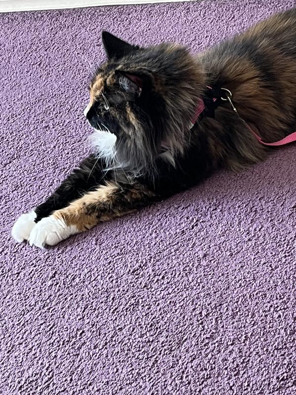 Said cat on said carpet