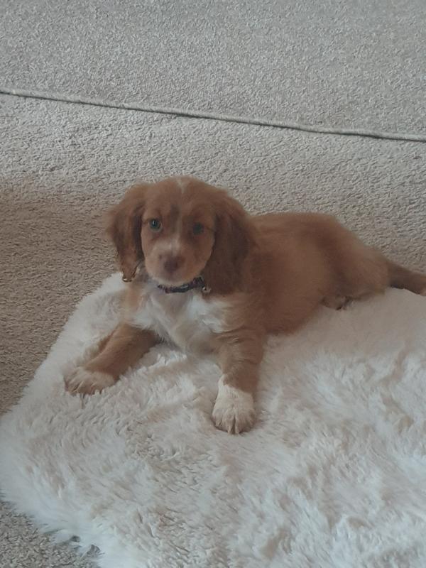 My puppy on our clean carpet 1 of my culprits