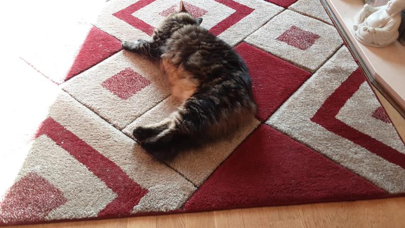 A cat