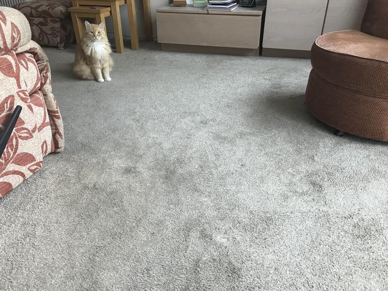 The items your need when a blue cross cat comes home 👀