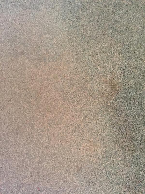 My living room carpet.