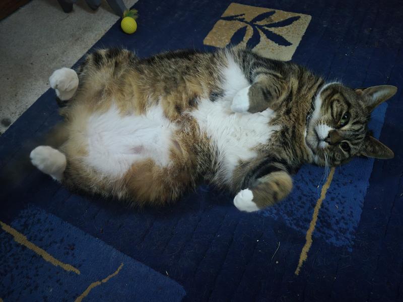 Furball 1