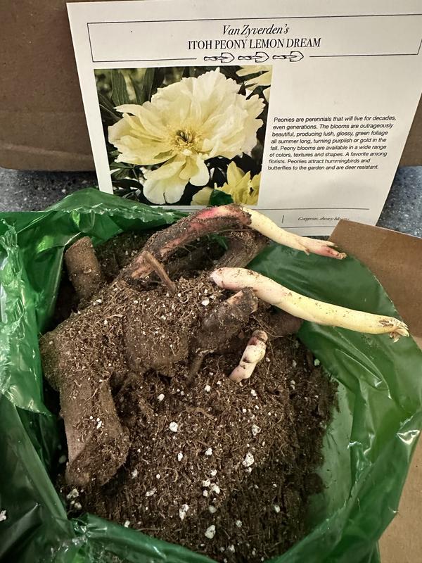 Van Zyverden Itoh Peony Lemon Dream Set of 1 Root - 20822834