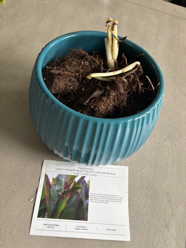 Van Zyverden Giant Cannas / World's Tallest Cannas Musifolia - 3 Bulbs | HSN