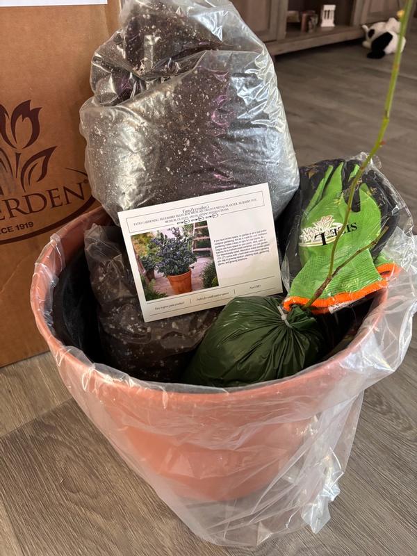 Van Zyverden Patio Gardening Blueberry Bluecrop Kit | HSN