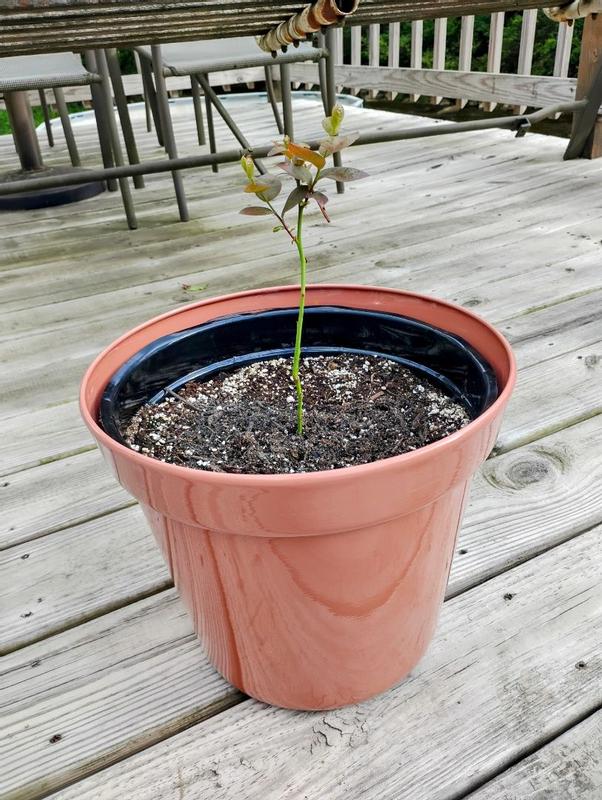 Van Zyverden Patio Gardening Blueberry Bluecrop Kit | HSN