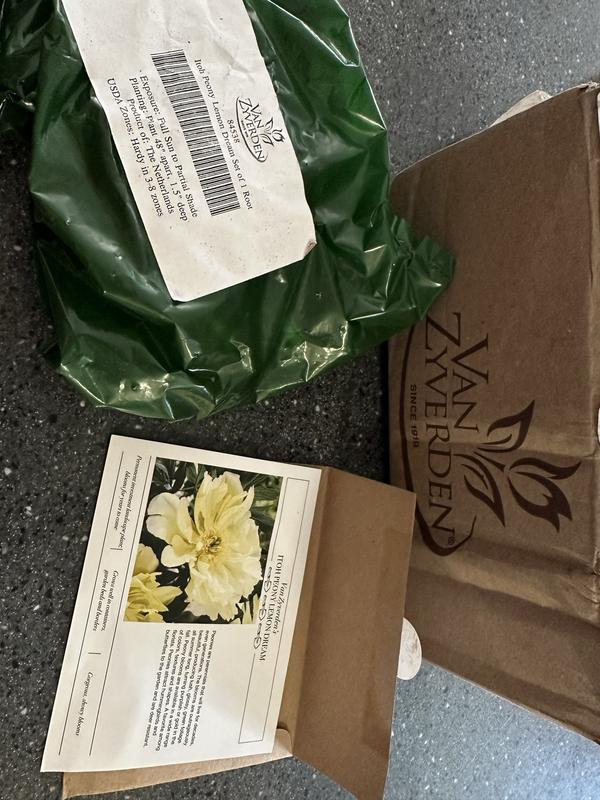 Van Zyverden Itoh Peony Lemon Dream Set of 1 Root - 20822834